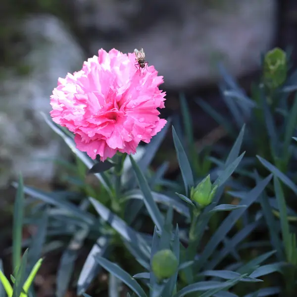 Dianthus Mrs Sinkins Cottage Pink