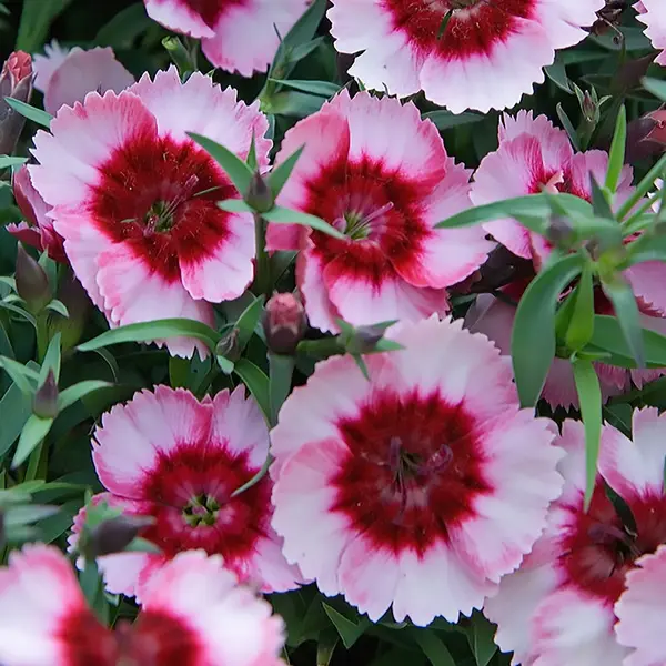 Dianthus Parfait Raspberry