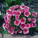 Dianthus Parfait Strawberry Dianthus Parfait Strawberry