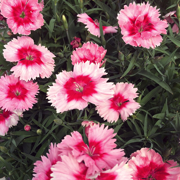 Dianthus Parfait Strawberry
