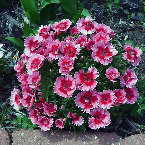 Dianthus Parfait Strawberry