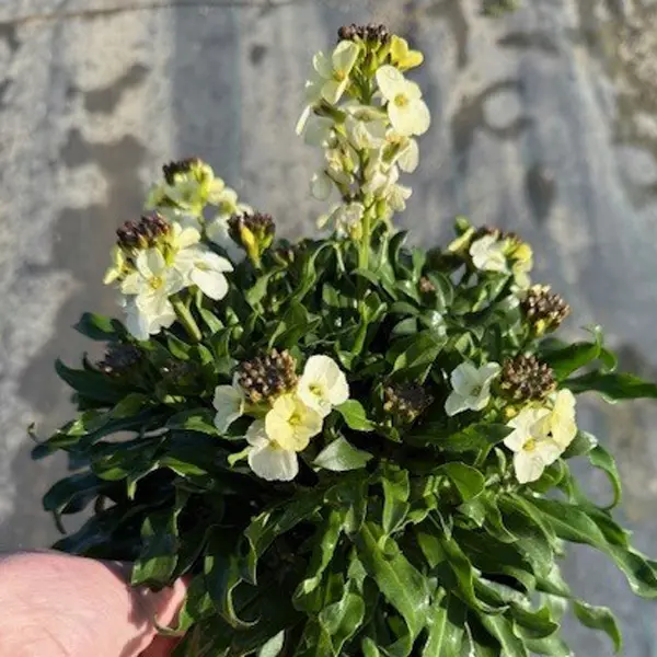 Erysimum Rysi Moon Erysimum Rysi Moon