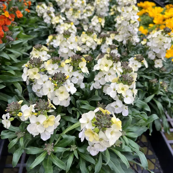 Erysimum Rysi Moon Erysimum Rysi Moon