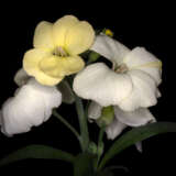 Erysimum Rysi Moon P15eryrmo - Garden Express Australia