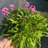 Erysimum Winter Joy Erysimum Winter Joy