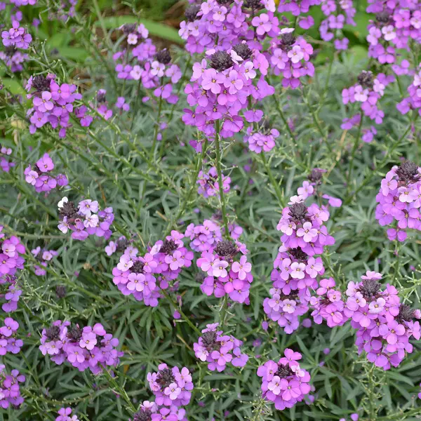 Erysimum Winter Joy