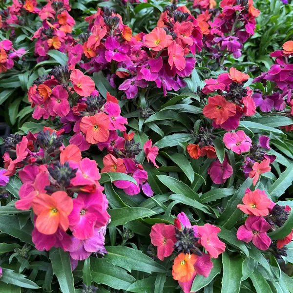 Erysimum Winter Party