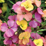Erysimum Winter Party