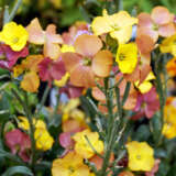 Erysimum Winter Party P15erywpt - Garden Express Australia