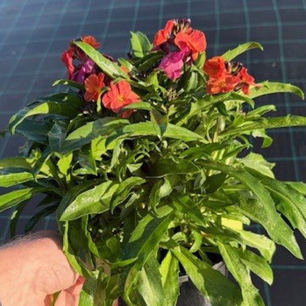 Erysimum Winter Party