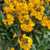 Erysimum Winter Power 1 P15erywpw - Garden Express Australia