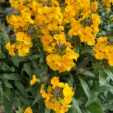 Erysimum Winter Power 1 P15erywpw - Garden Express Australia