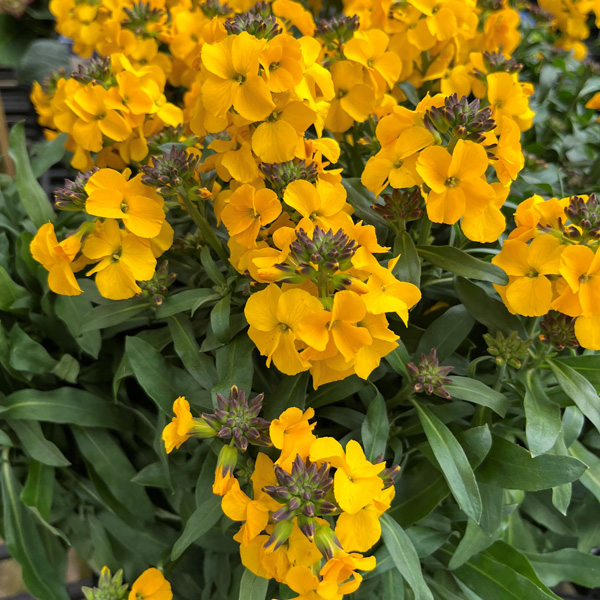 Erysimum Winter Power Erysimum Winter Power