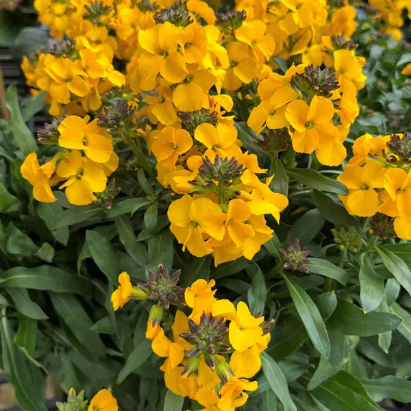 Erysimum Winter Power