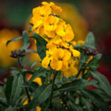 Erysimum Winter Power P15erywpw - Garden Express Australia