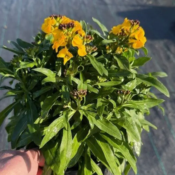 Erysimum Winter Power