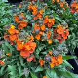 Erysimum Winter Spice 1 P15erywsp - Garden Express Australia