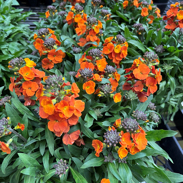 Erysimum Winter Spice Erysimum Winter Spice