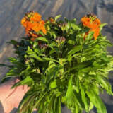 Erysimum Winter Spice