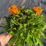 Erysimum Winter Spice Erysimum Winter Spice