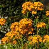 Erysimum Winter Spice P15erywsp - Garden Express Australia