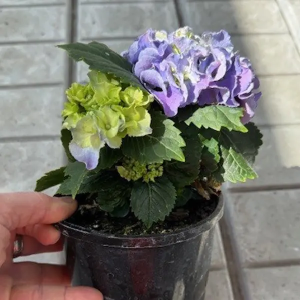 Flowering Hydrangea Blue