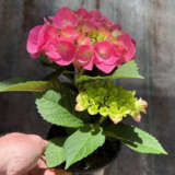 Flowering Hydrangea Blue