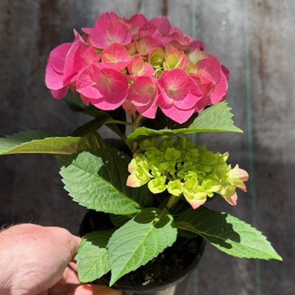 Flowering Hydrangea Blue