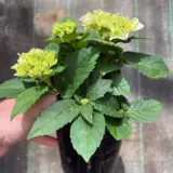 Flowering Hydrangea Blue Flowering Hydrangea Blue