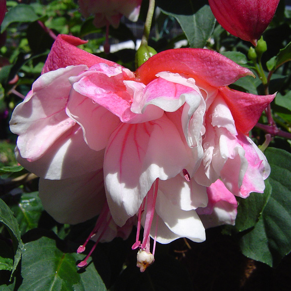 Fuchsia Double Basket Collection 3