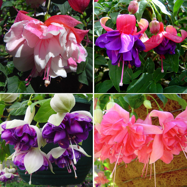 Fuchsia Double Basket Collection 3