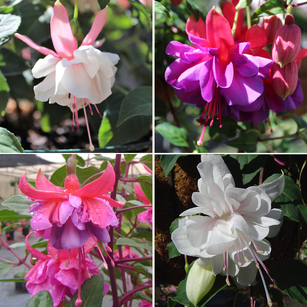 Fuchsia Double Basket Collection 3