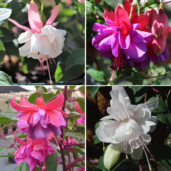 Fuchsia Double Basket Collection 3