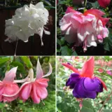 Fuchsia Double Basket Collection 4 Colfucdb4 - Garden Express Australia