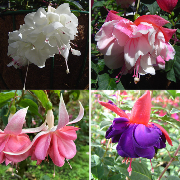 Fuchsia Double Basket Collection 4