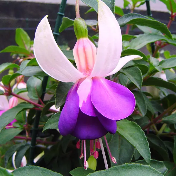 Fuchsia Single Basket Or Pots Collection 2