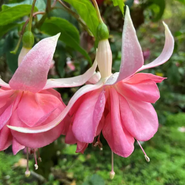 Fuchsia Double Basket Collection 4