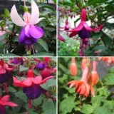 Fuchsia Single Basket Or Pots Collection 2 Colfucsbp2 - Garden Express Australia