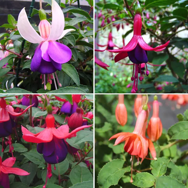 Fuchsia Single Basket Or Pots Collection 2