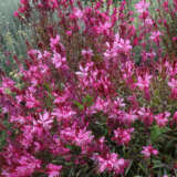 Gaura Belleza Dark Pink P68gaubdp - Garden Express Australia