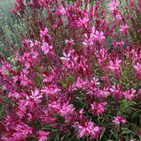 Gaura Belleza Dark Pink