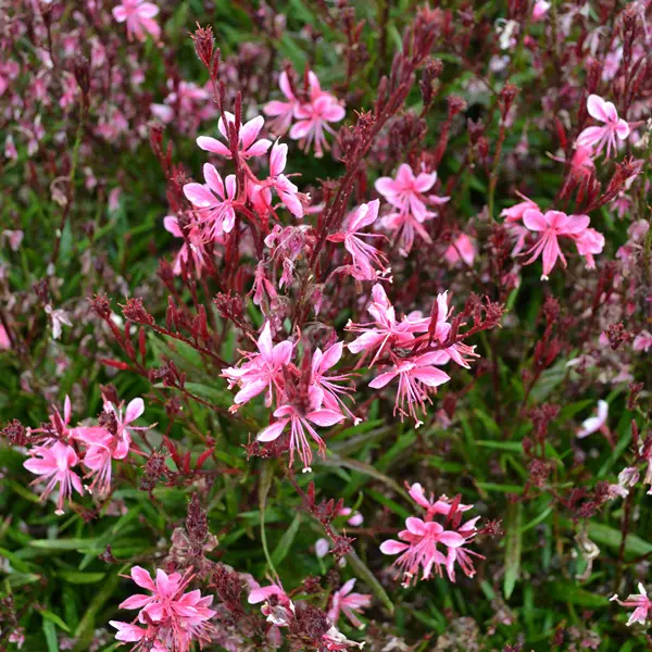 Gaura Belleza Pink