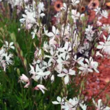 Gaura Belleza White P68gaubdp - Garden Express Australia