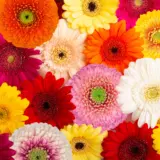 Gerbera Mixed Plagermxd - Garden Express Australia