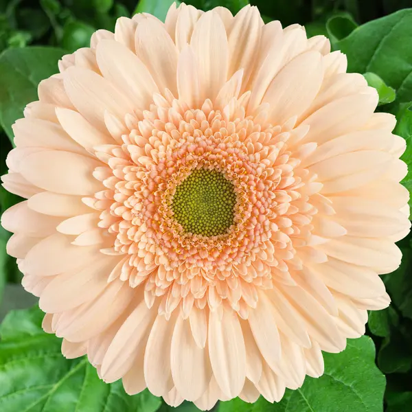 Gerbera Noblesse