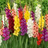 Glamini Gladioli Mixed Pkgglmxd - Garden Express Australia