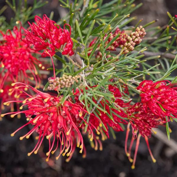 Grevillea Flaming Red (pbr)