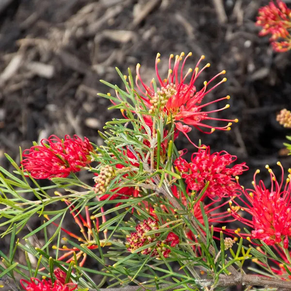 Grevillea Flaming Red (pbr)