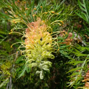 Hardy Coastal Native Australia Plants Grevillea Peaches And Cream - Garden Express Australia