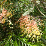 Grevillea Peaches And Cream P14grepcr - Garden Express Australia